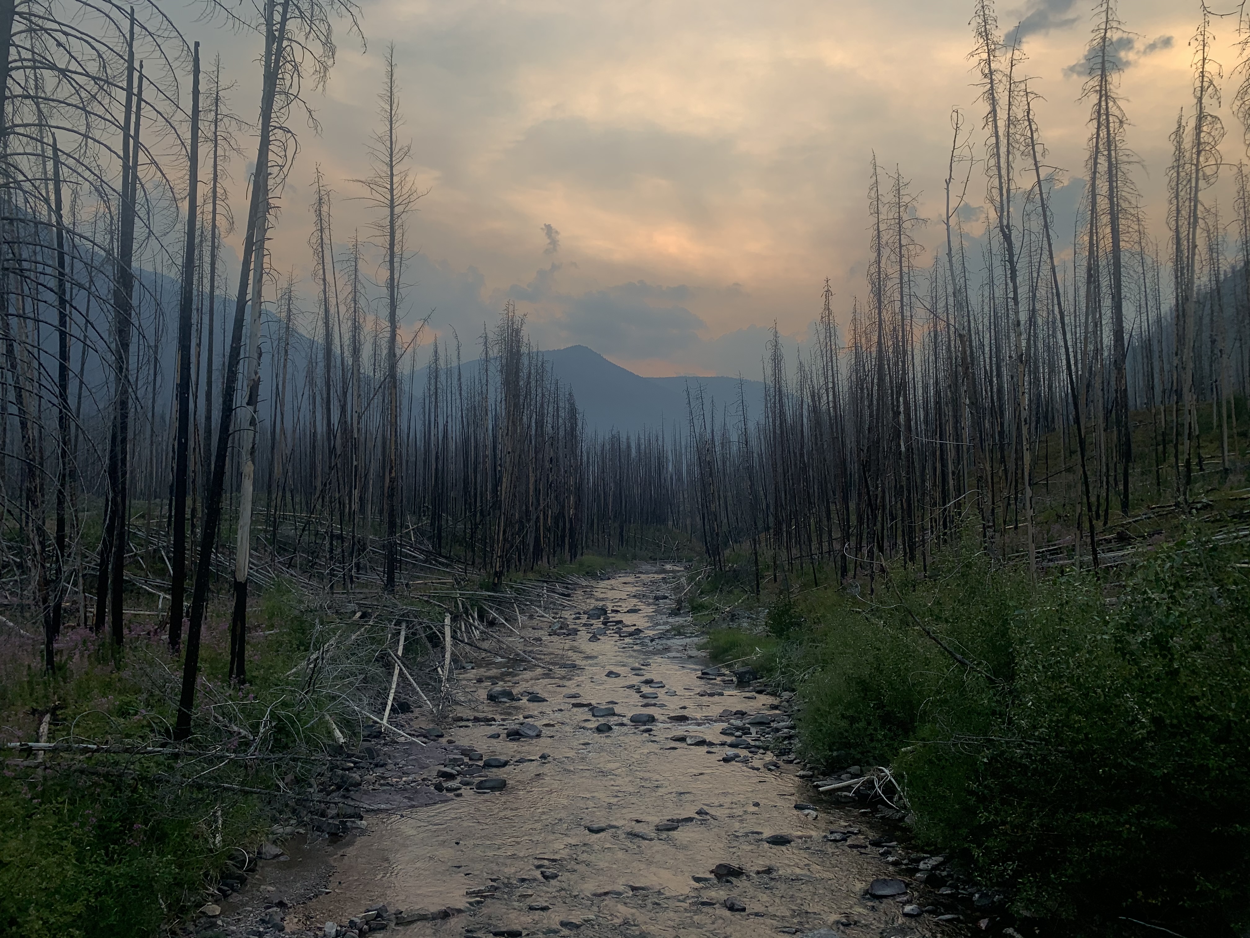 Flower bed — photos coming soon