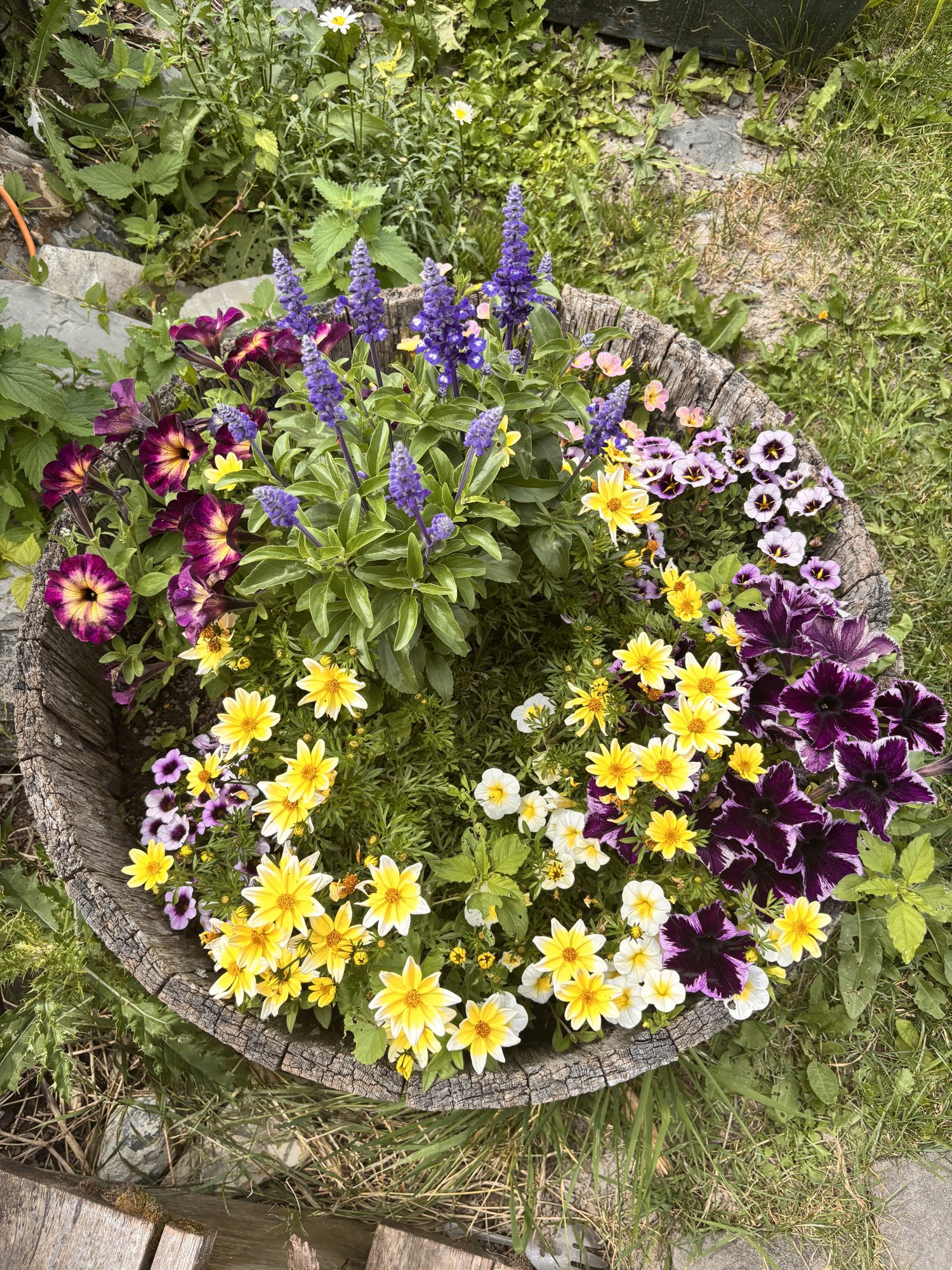 Flower bed after — purple and yellow flowers in a barrel planter