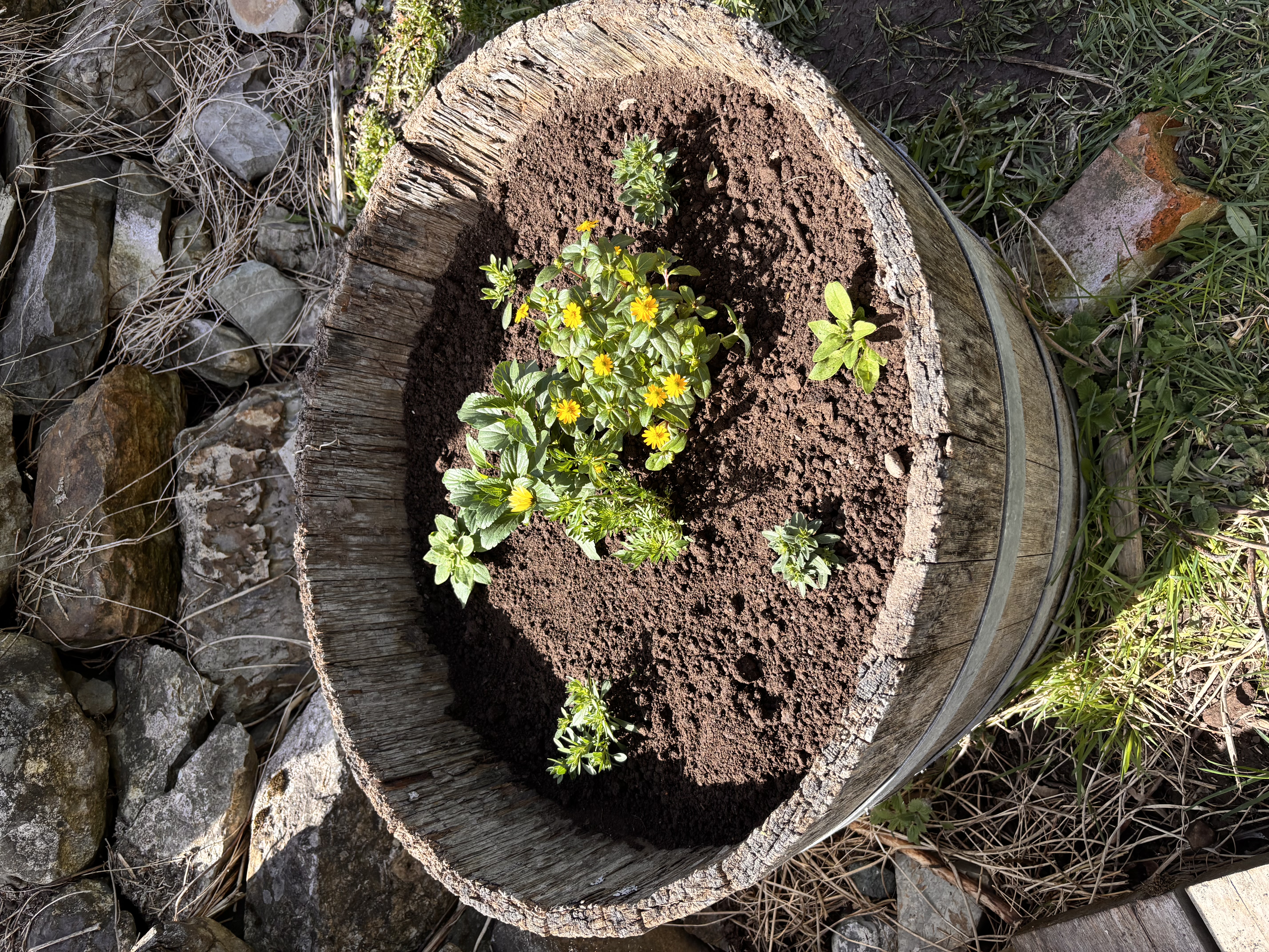 Flower bed before — set 1