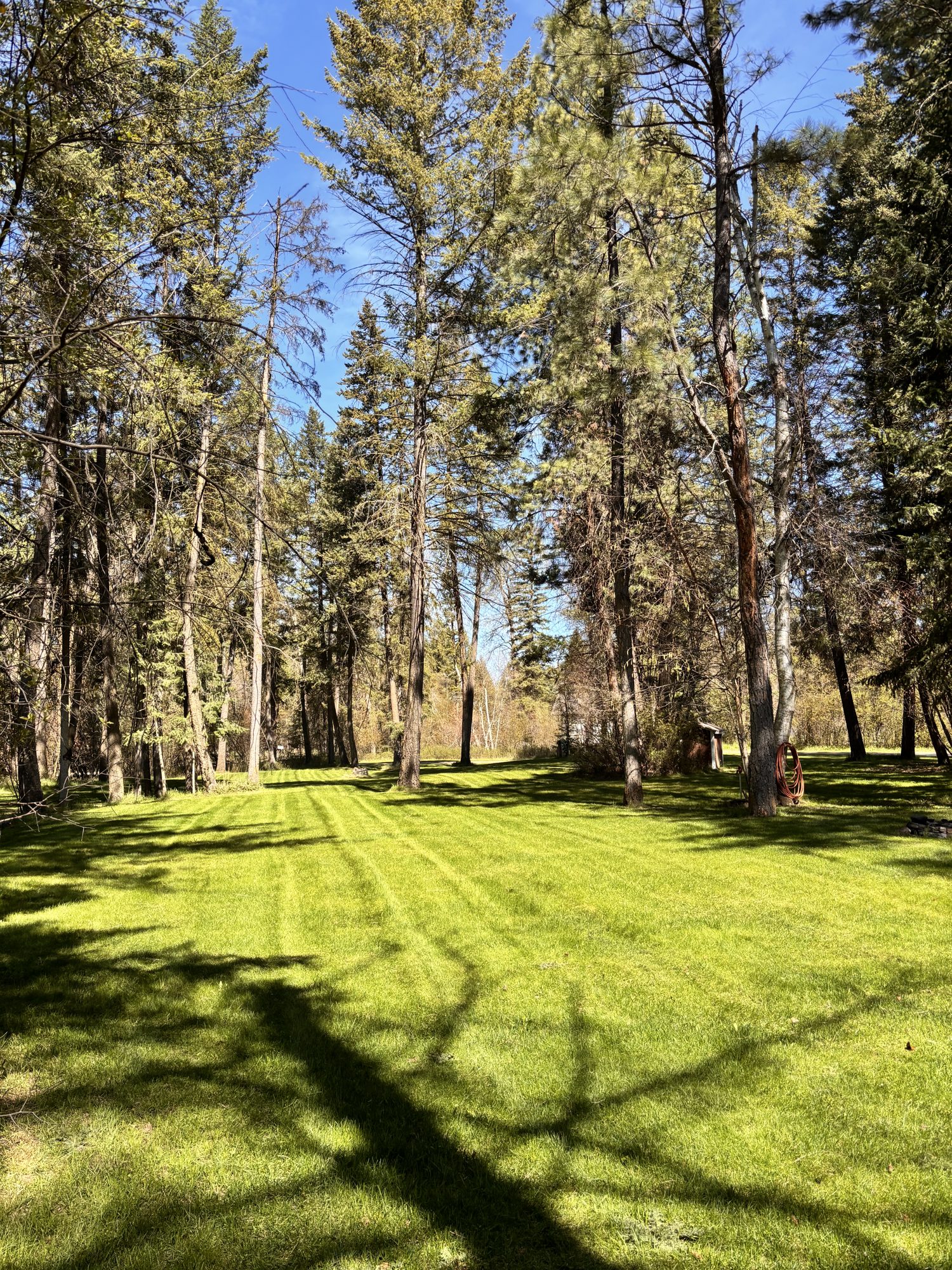 Freshly mowed striped lawn among tall pines